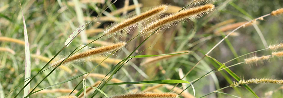 Nahaufnahme von hohen Gräsern